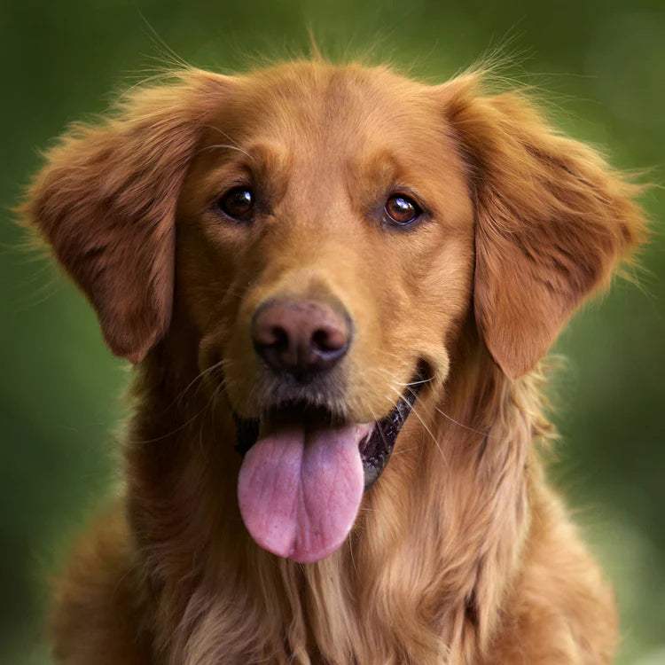 Beispiel Foto vom Hund wie es perfekt zum drucken wäre für die Fototasse