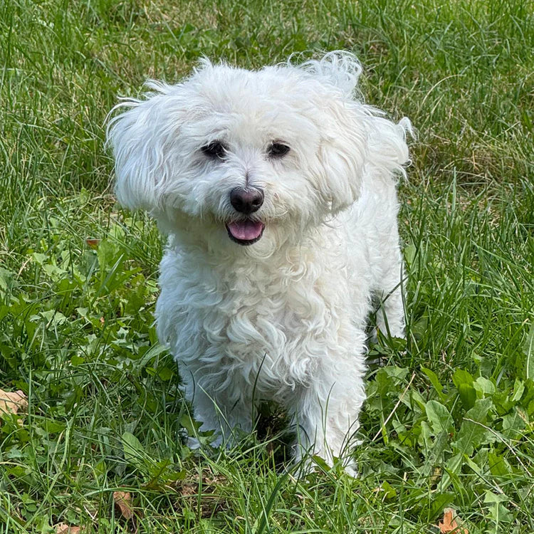 Beispiel für ein geeignetes Hundefoto zur Erstellung einer personalisierten Fototasse